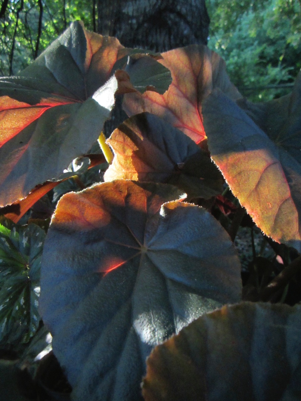 B. ‘Tropical Moon’